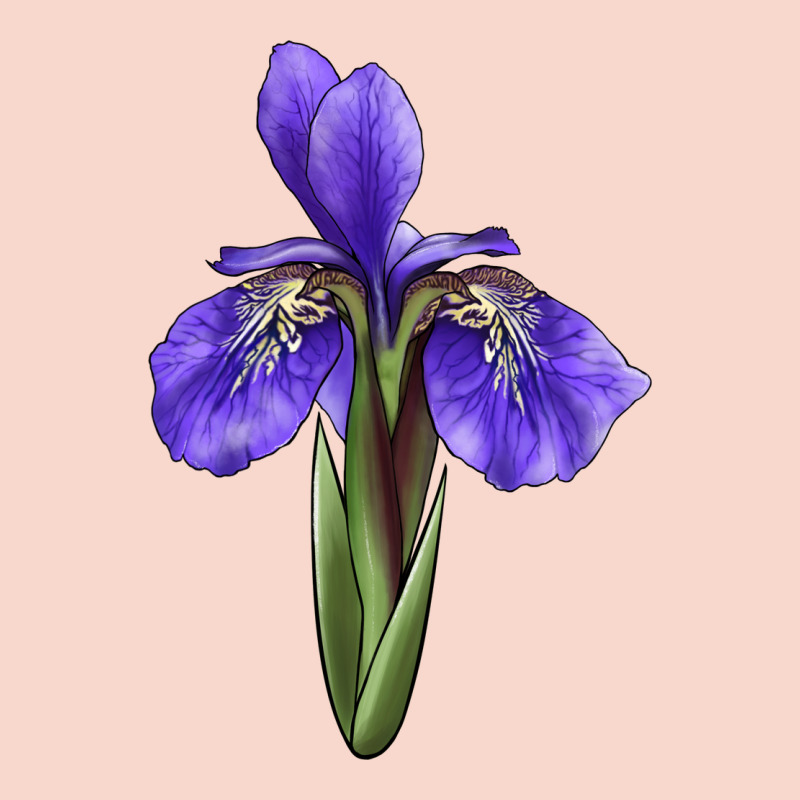 Iris Flower Illustrations Urban Hoodie by LillyAllenDesigns | Teevron