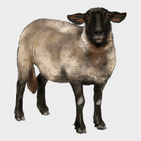 Suffolk Ewe Urban Hoodie | Teevron