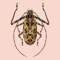 Acrocinus Beetle Illustrations Urban Hoodie | Teevron