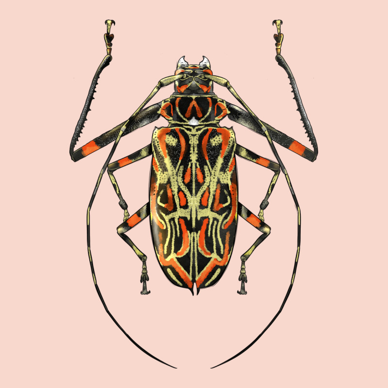 Acrocinus Beetle Illustrations Urban Hoodie by LillyAllenDesigns | Teevron