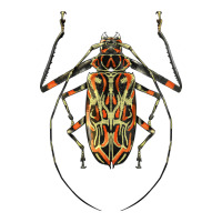 Acrocinus Beetle Illustrations | Teevron