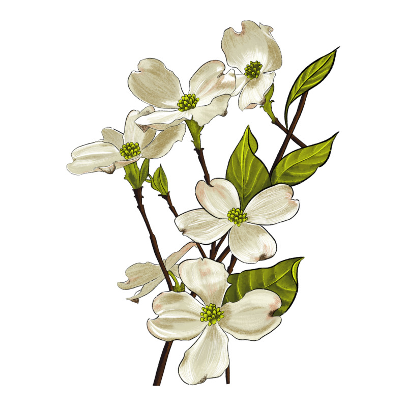 American Dogwood Flower Illustrations Premium Tee by LillyAllenDesigns | Teevron