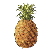 pineapple | Teevron
