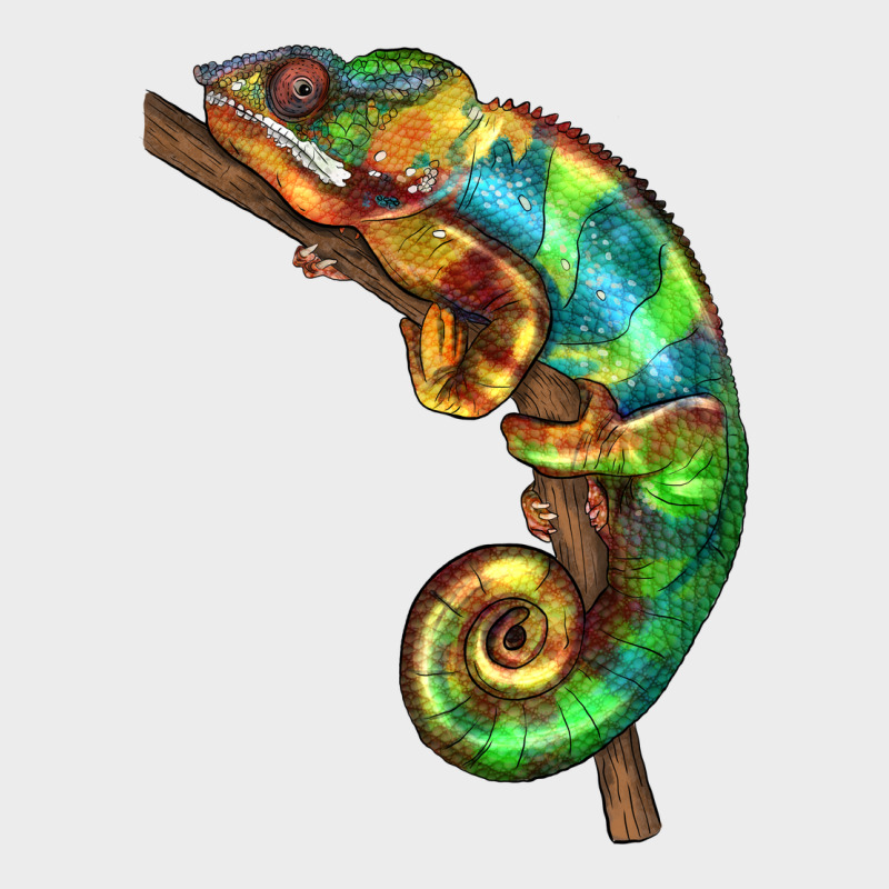 Chameleon Lizard Illustrations Urban Hoodie by LillyAllenDesigns | Teevron
