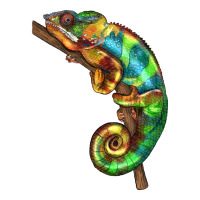 Chameleon Lizard Illustrations | Teevron