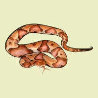 Copperhead Snake Illustrations Urban Hoodie | Teevron