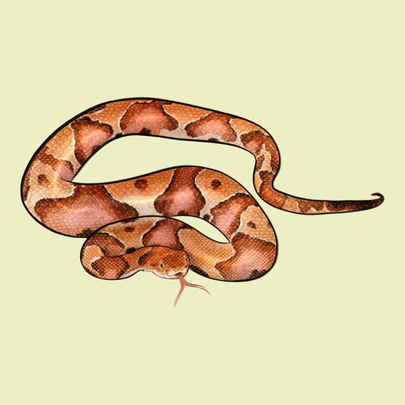 Copperhead Snake Illustrations Urban Hoodie by LillyAllenDesigns | Teevron