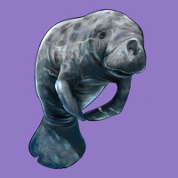 Manatee Illustrations Urban Hoodie | Teevron