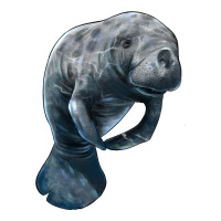 Manatee Illustrations | Teevron