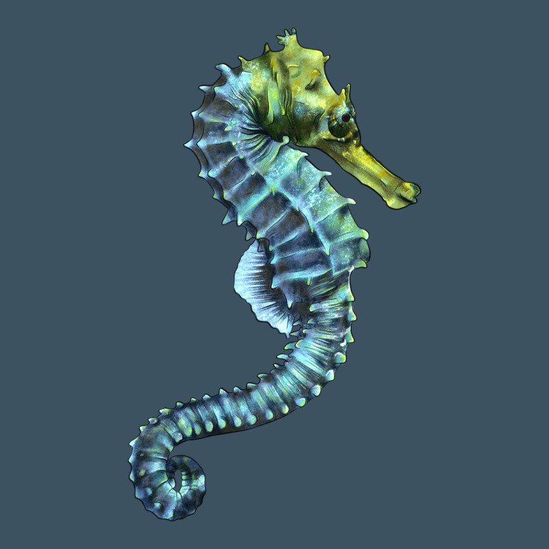 Blue Seahorse Urban Hoodie by LillyAllenDesigns | Teevron