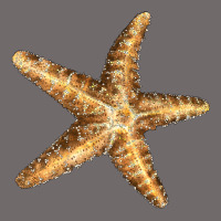 Starfish Urban Hoodie | Teevron