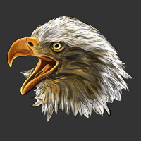 Bald Head Eagle | Teevron