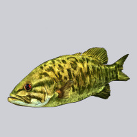 Smallmouth Bass Fish Illustrations Urban Hoodie | Teevron