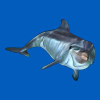 Bottlenose Dolphin Urban Hoodie | Teevron