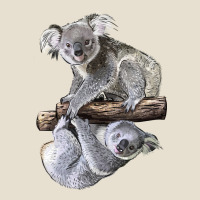 Koala Urban Hoodie | Teevron