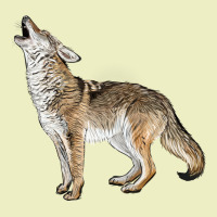 Howling Coyote Urban Hoodie | Teevron