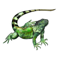 İguana | Teevron