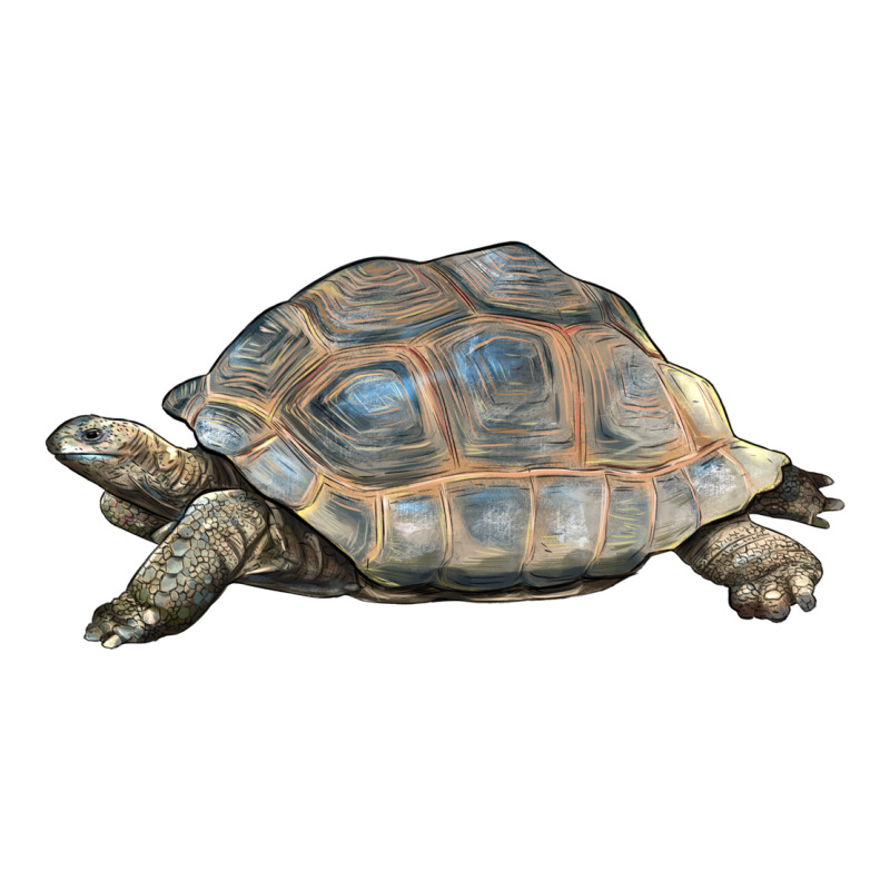 Tortoise Illustrations Premium Tee by LillyAllenDesigns | Teevron
