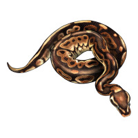 Royal Ball Python Illustrations | Teevron