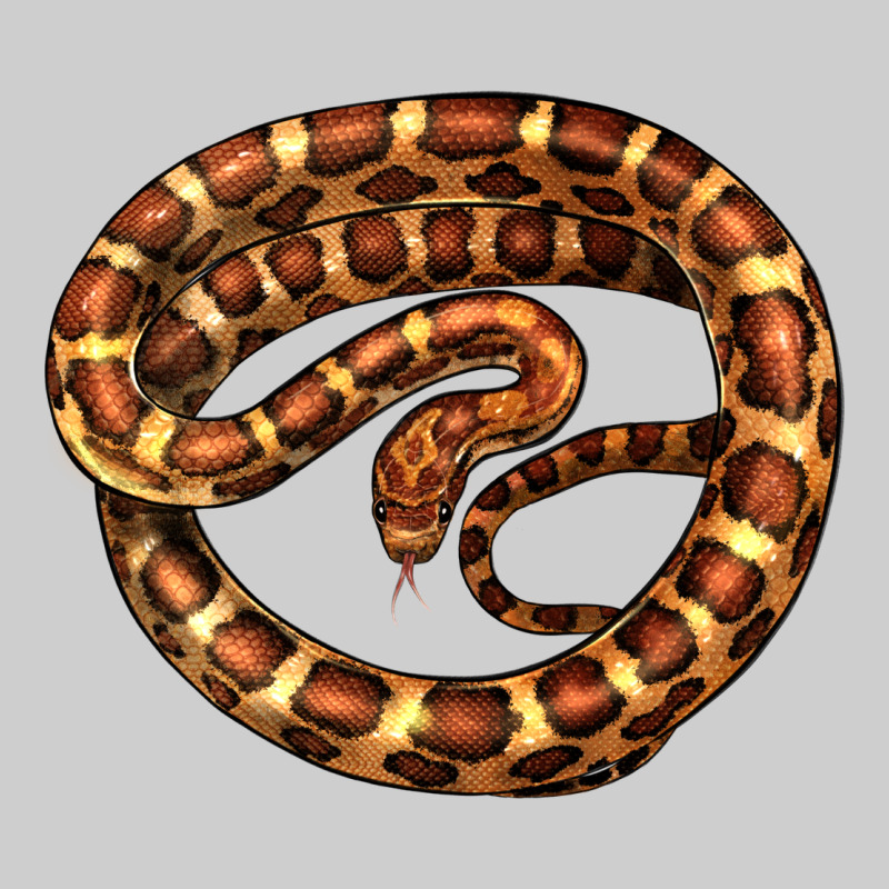 Corn Snake Illustrations Premium Tee by LillyAllenDesigns | Teevron