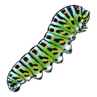 Papilio Machaon Caterpillar | Teevron
