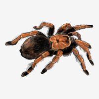 Mexican Red Knee Tarantula Urban Hoodie | Teevron