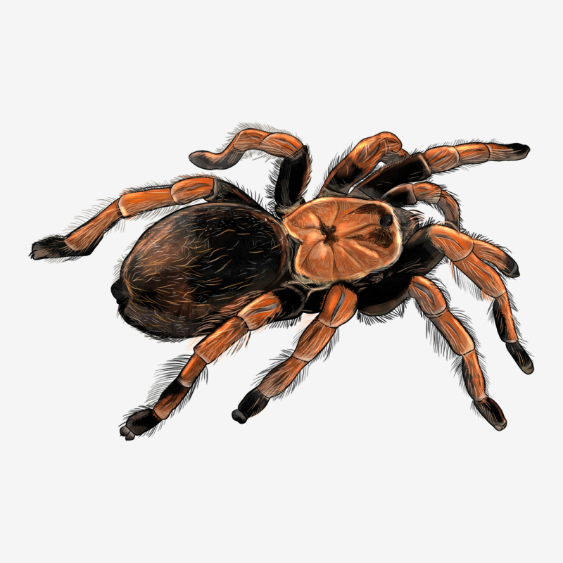 Mexican Red Knee Tarantula Urban Hoodie by LillyAllenDesigns | Teevron