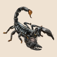 Scorpion Urban Hoodie | Teevron