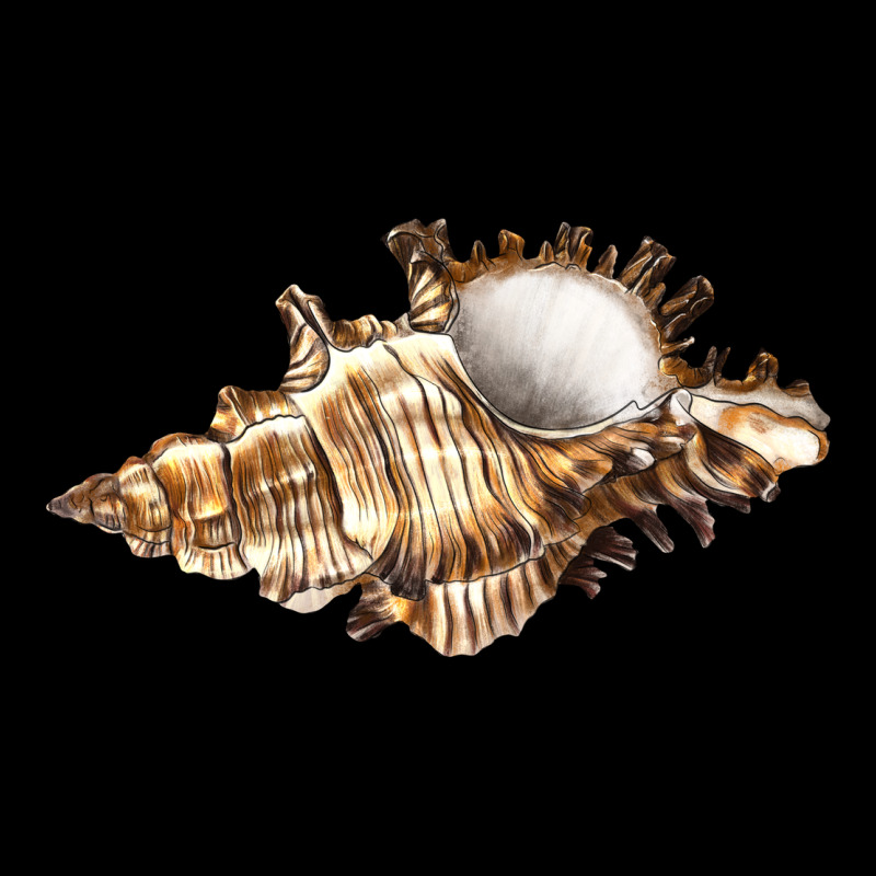Murex Snail Premium Tee by LillyAllenDesigns | Teevron