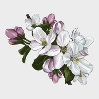 Apple Blossom Urban Hoodie | Teevron