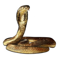 King Cobra Snake Premium Tee | Teevron
