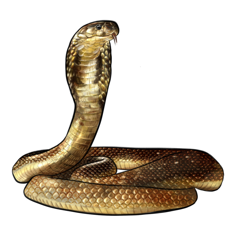 King Cobra Snake Premium Tee by LillyAllenDesigns | Teevron