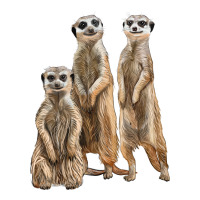 3 meerkat | Teevron