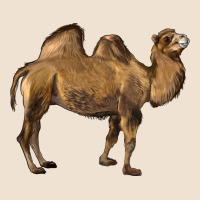 Camel Urban Hoodie | Teevron