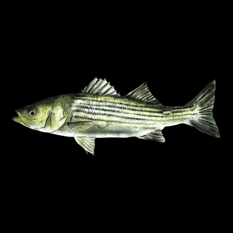 Striped Bass Premium Tee by LillyAllenDesigns | Teevron
