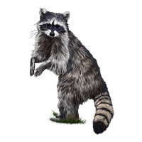 Raccoon Illustrations Premium Tee | Teevron