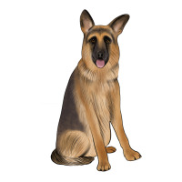 german shepherd | Teevron