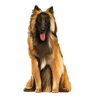 belgian shepherd tervuren | Teevron