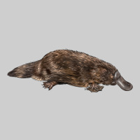 Platypus Premium Tee | Teevron