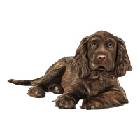 Sussex Spaniels llustrations | Teevron