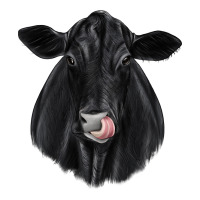 black angus | Teevron
