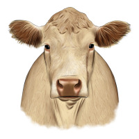 charolais | Teevron