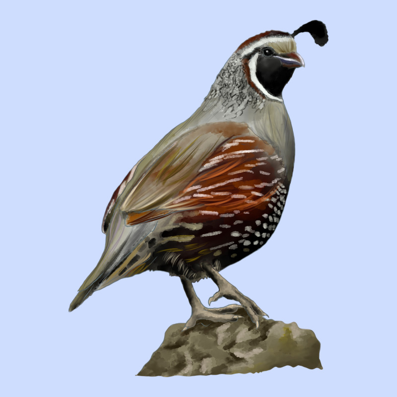 California Quail Bird Urban Heavy Tee by RanaPortraitStore | Teevron
