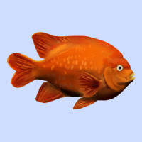 California Garibaldi Fish Urban Heavy Tee | Teevron