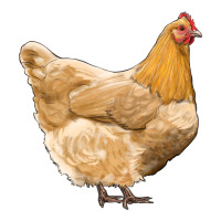 chicken | Teevron