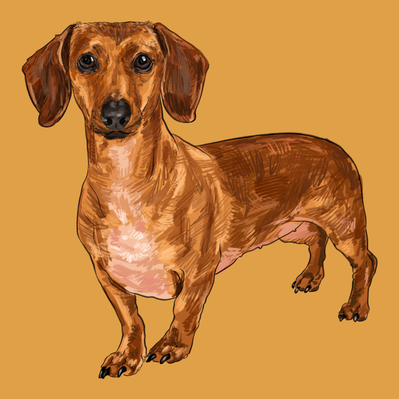 Dachshund Premium Hoodie by RanaPortraitStore | Teevron