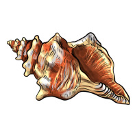 sea   shell | Teevron
