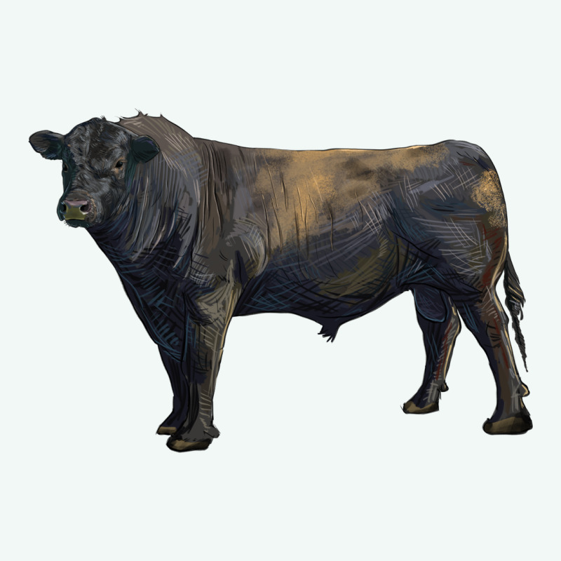 Black Angus Bull Premium Hoodie by RanaPortraitStore | Teevron