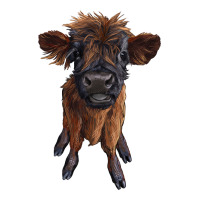 highland cow calf | Teevron