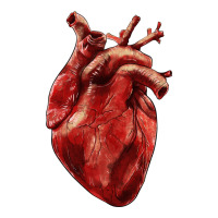 Anatomical heart | Teevron